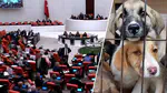 Türkiye'nin Sokak Hayvanları Yasası - Instagram'daki Tepkiler ve Toplumsal Ayrışma